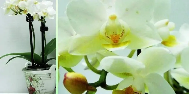 Фаленопсис Маленькая Леди (Белая)