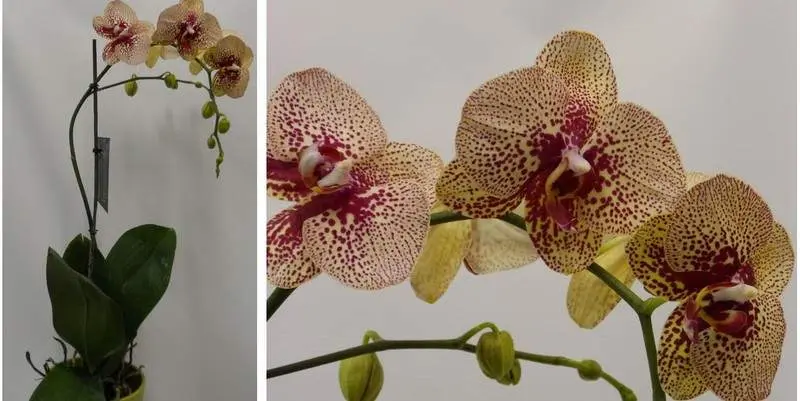 Фаленопсис Эксклюзив Д15