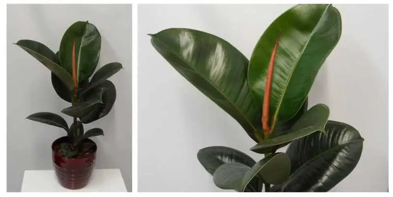 Фикус Эластика Робуста Д12 