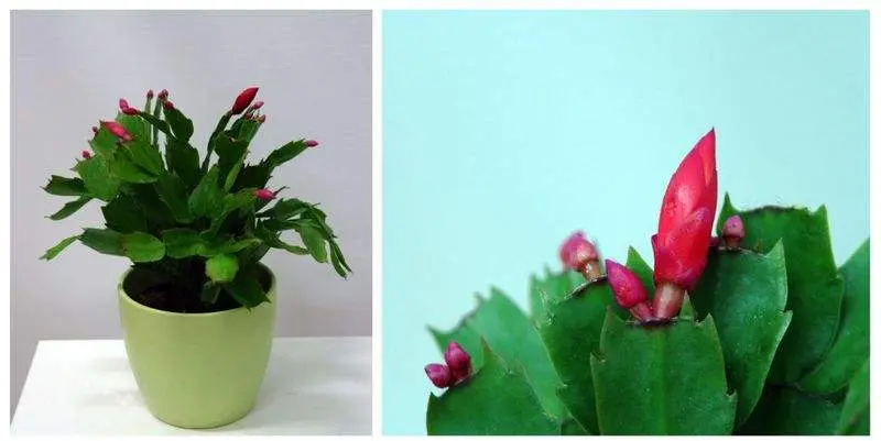 Шлумбергера Рэд Д12