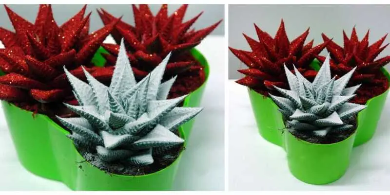 Хавортия Лимифолия Д8