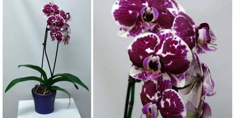 Фаленопсис Каскад Спешл Пёрпл Д12