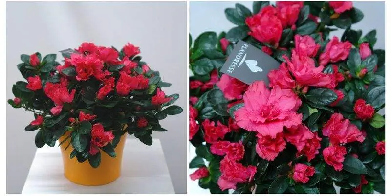 Азалия Джими Д15