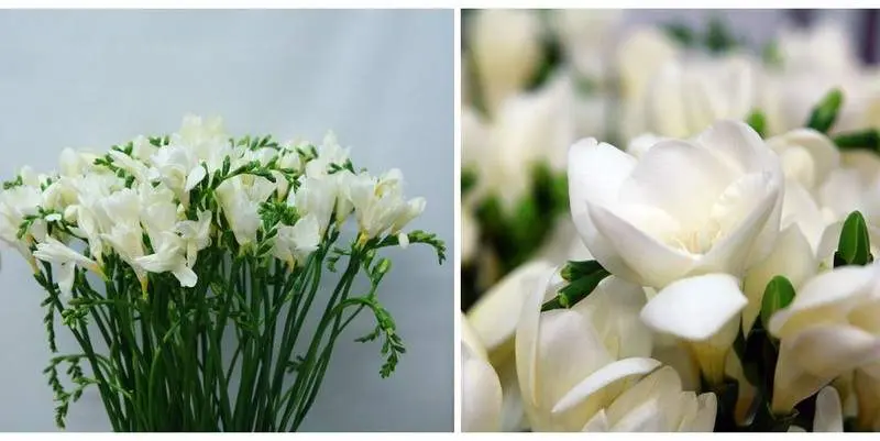 Фрезия Корветт