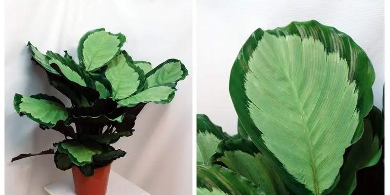 Калатея Розастар Д19 Н80