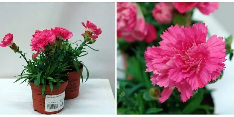 Гвоздика Санфлор Экстра  Д12