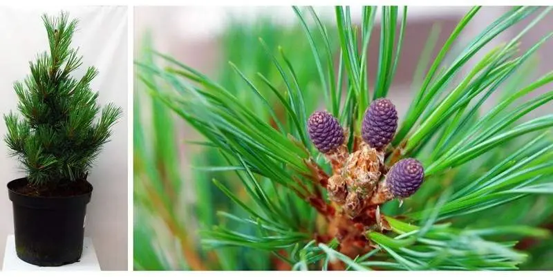 Сосна Кедровая Д31 Н60