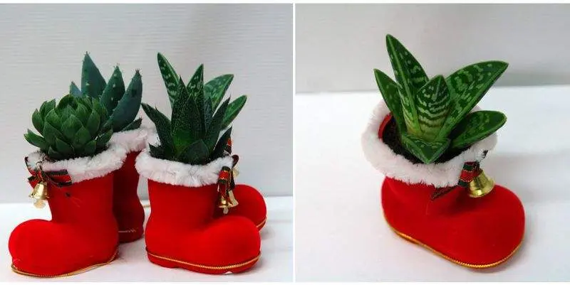 Хавортия в башмаке Д7