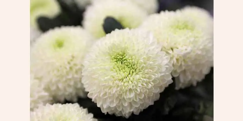 Хризантема Пинг Понг 