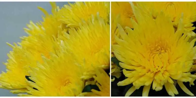 Анастасия Жёлтая 